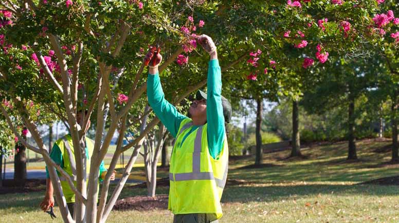 Fall and Winter Tree Care