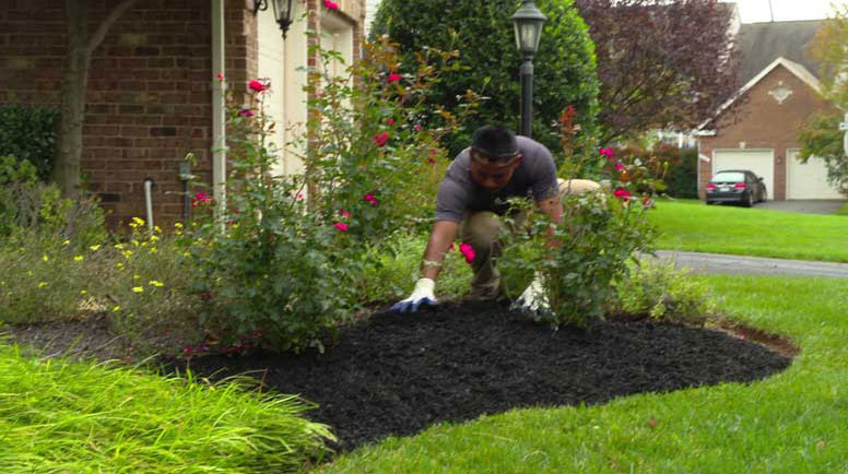 Mulching Tips From The Pros