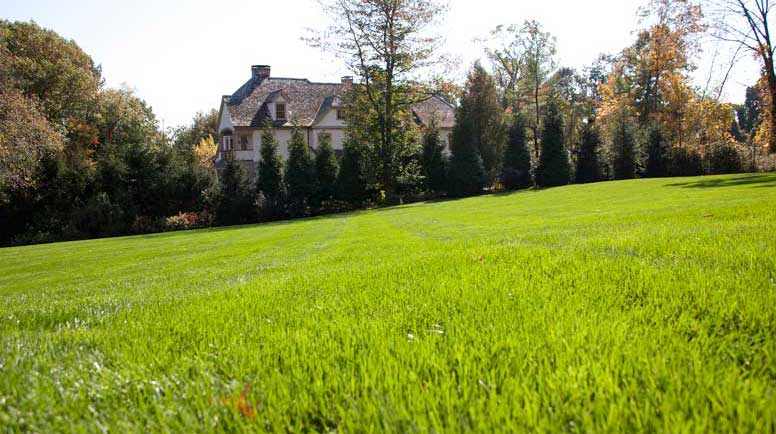 Lawn and 2025 landscape