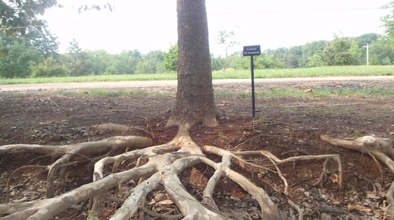 Exposed Tree Roots