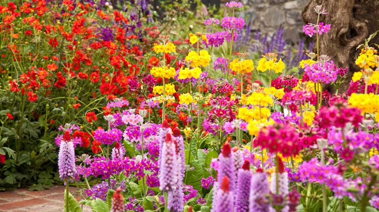 Colorful-Flower-bed-000020477452_Large - Copy.jpg