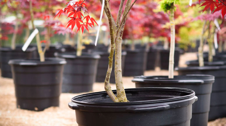 Japanese-Maple-000019409324_Large.jpg