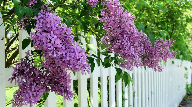Lilacs-Over-the-Fence-000058223420_Medium.jpg