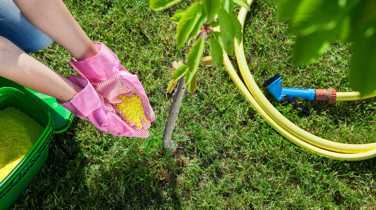 Woman-gardener-fertilizing-young-cherry-tree-000043533000_Large.jpg