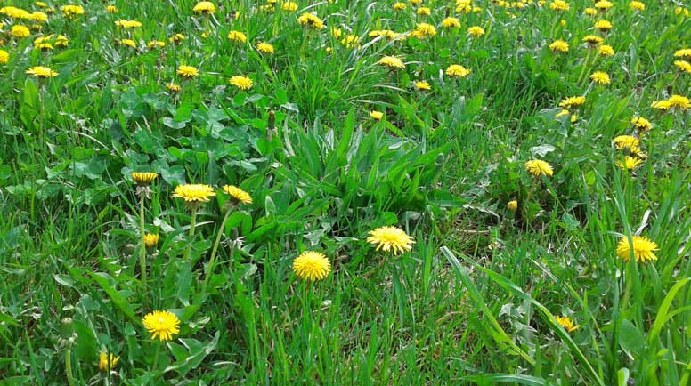 Dandelion-000039514132_Large.jpg