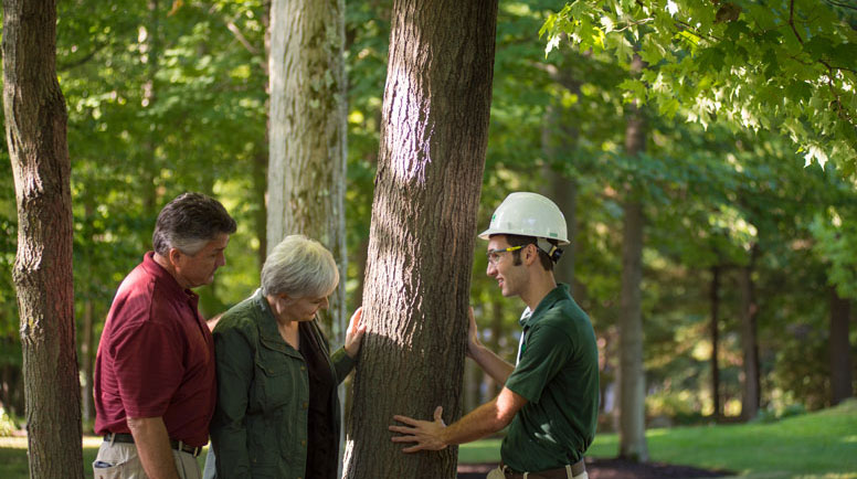 A-Certified-Arborist-can-help-you-proactively-inspect-your-trees.jpg