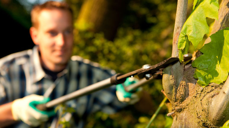 Gardener,-horticulturalist-000009398714_Large.jpg