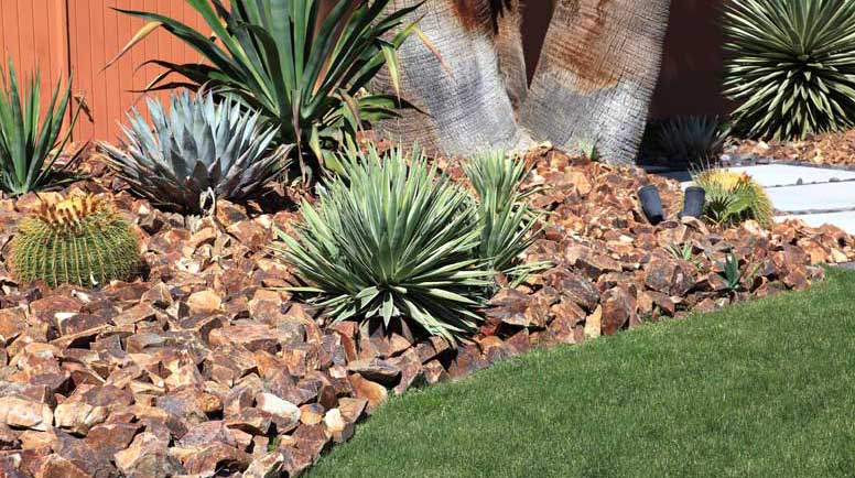 Conserving-Water-By-Gardening-With-Cactus-And-Succulents-000036567466_Large - Copy - Copy.jpg
