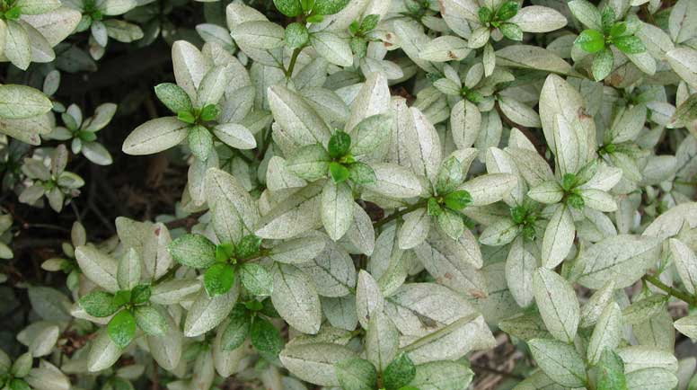DTREE Pests_Azalea_Lacebug-damage.jpg