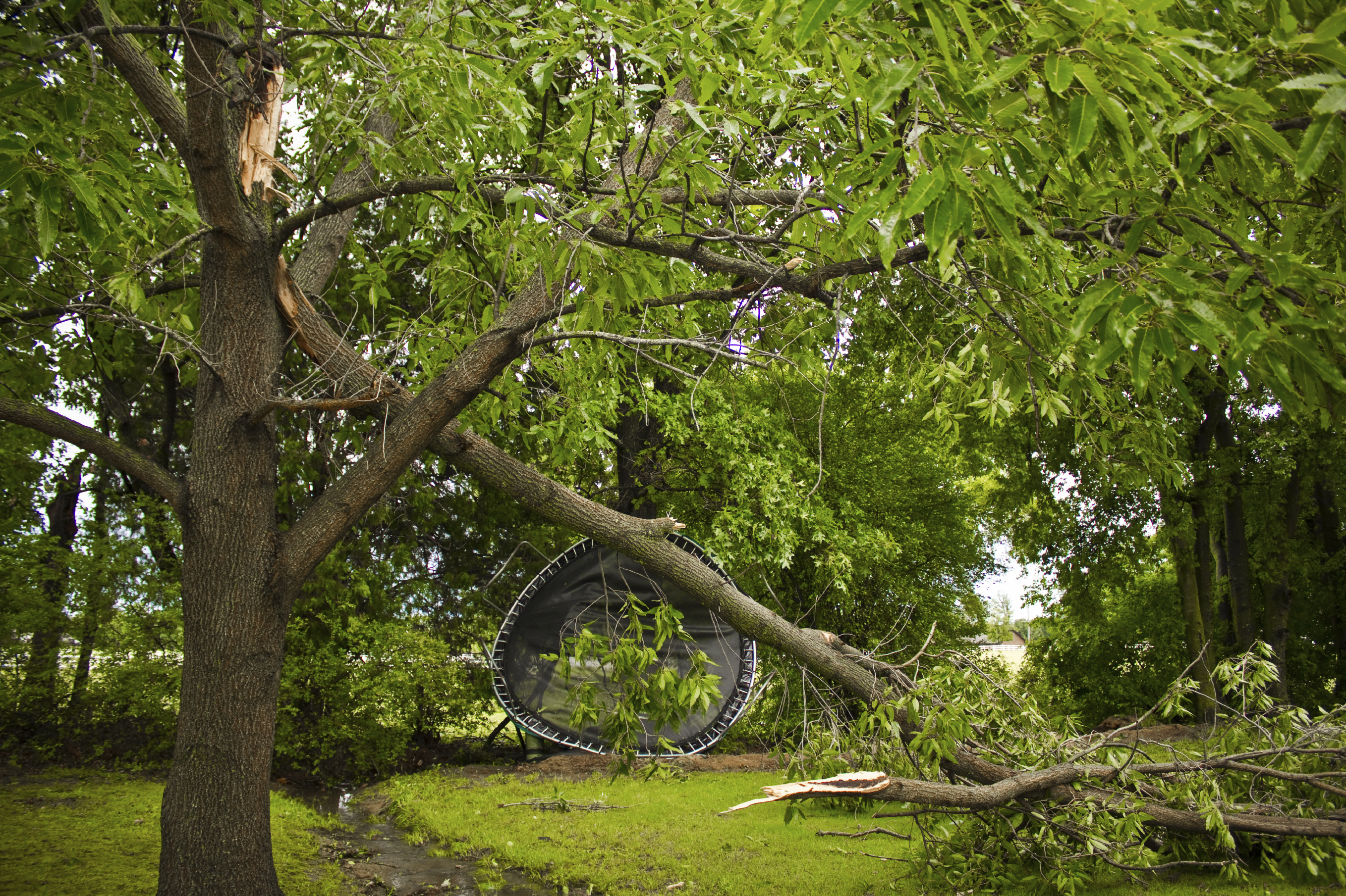 Storm-Damage-Tree-000041553368_Large.jpg