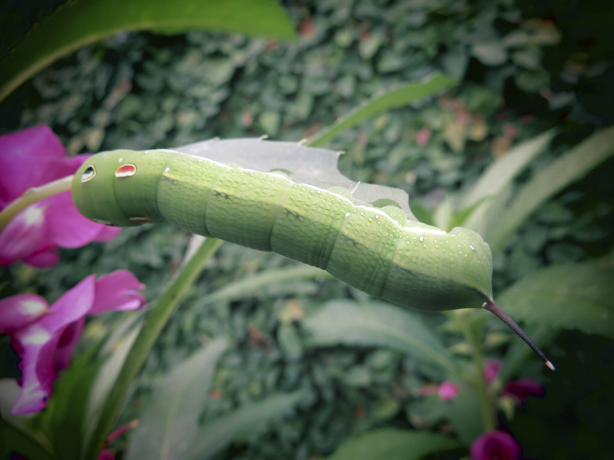 Beet-armyworm-000048850468_Large.jpg
