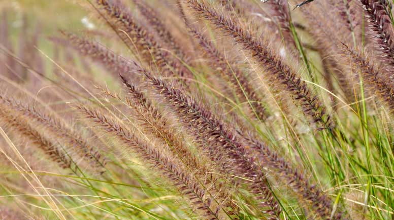 Australia-Purple-Grasses-000083323835_Large.jpg