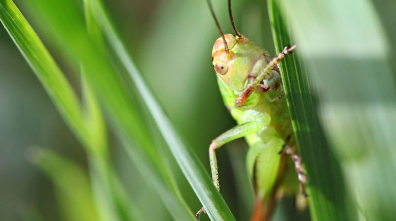 Grass insects shop