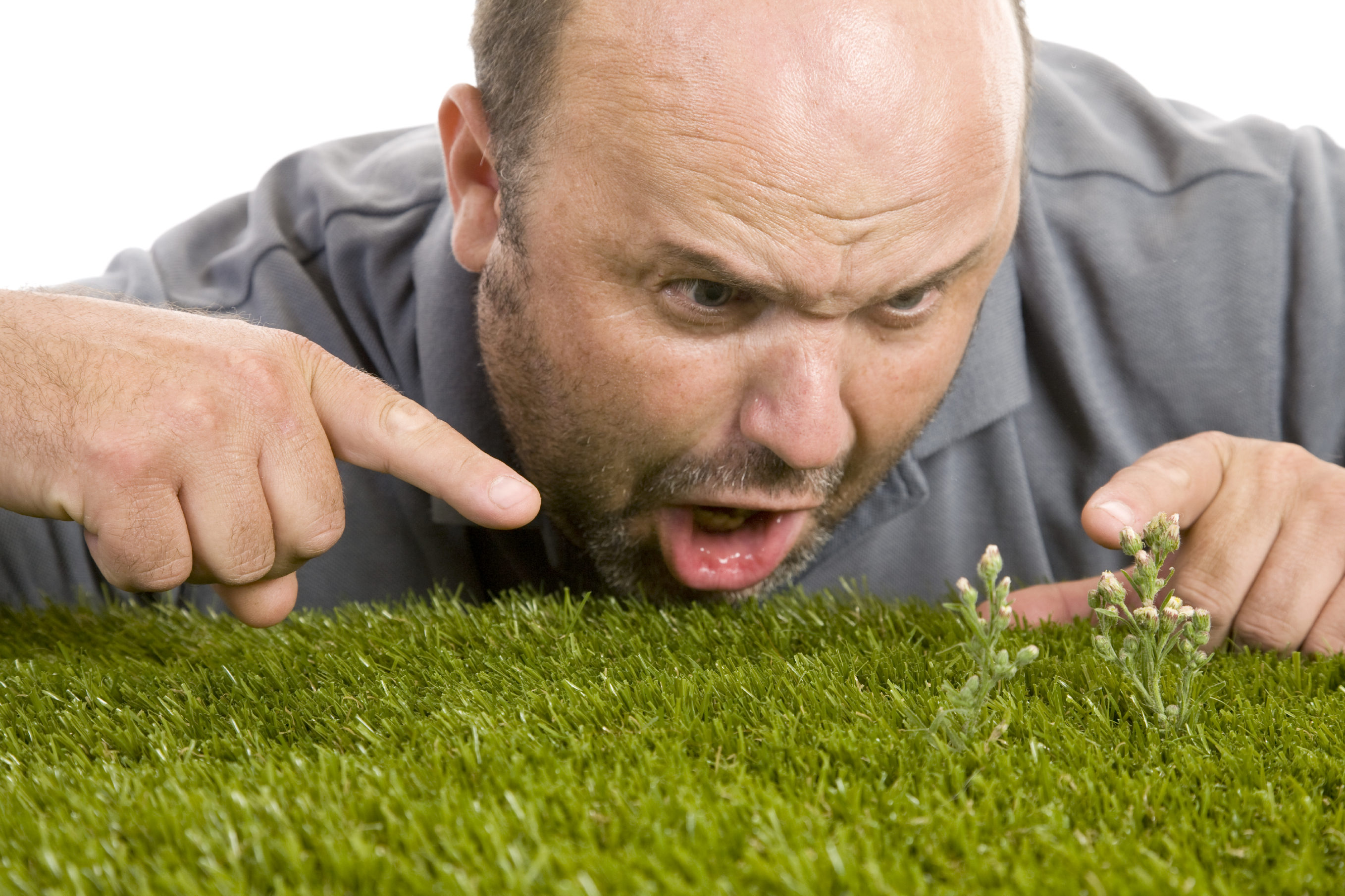 Frustrating-Weeds-000016732290_Large.jpg
