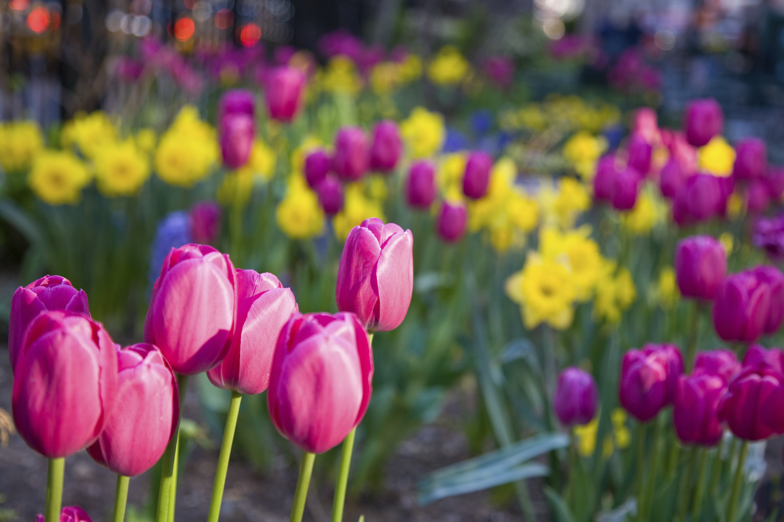 How to Pick Flowers - Love Your Landscape