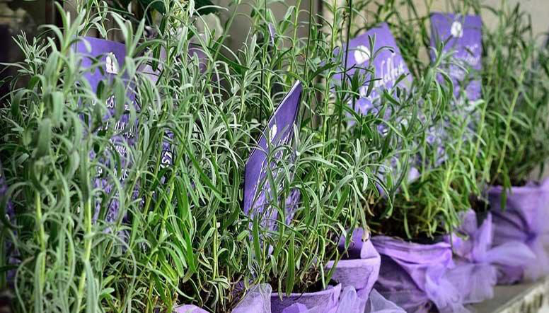 grow plants in pots