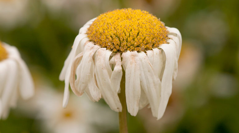 chronic problem plants