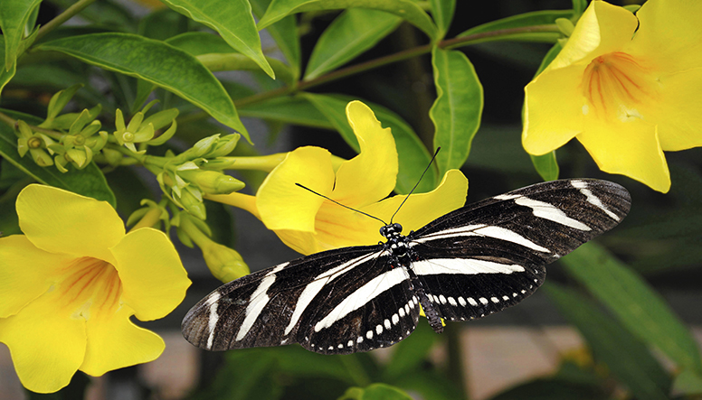 habitat for wildlife