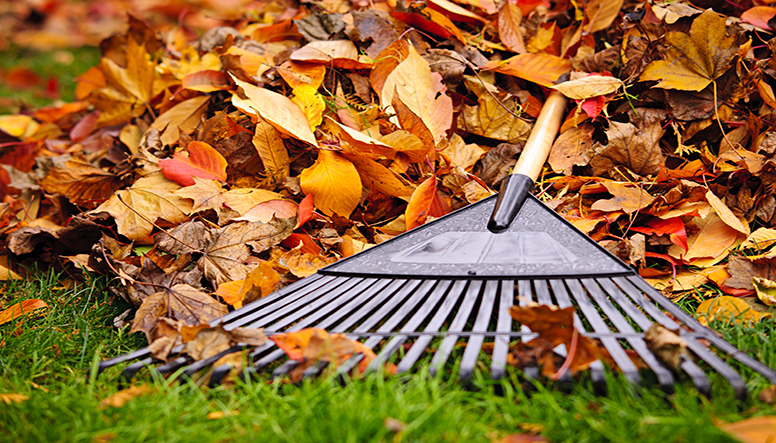 A Seasonal Guide: Fall Lawn and Landscape Care