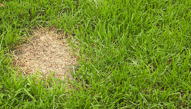 Patch-of-dead-grass-000015910542_Resized.jpg