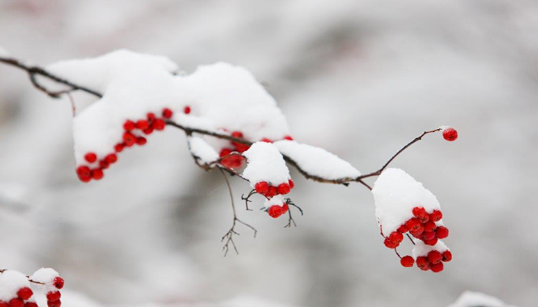 Protecting Trees from Old Man Winter