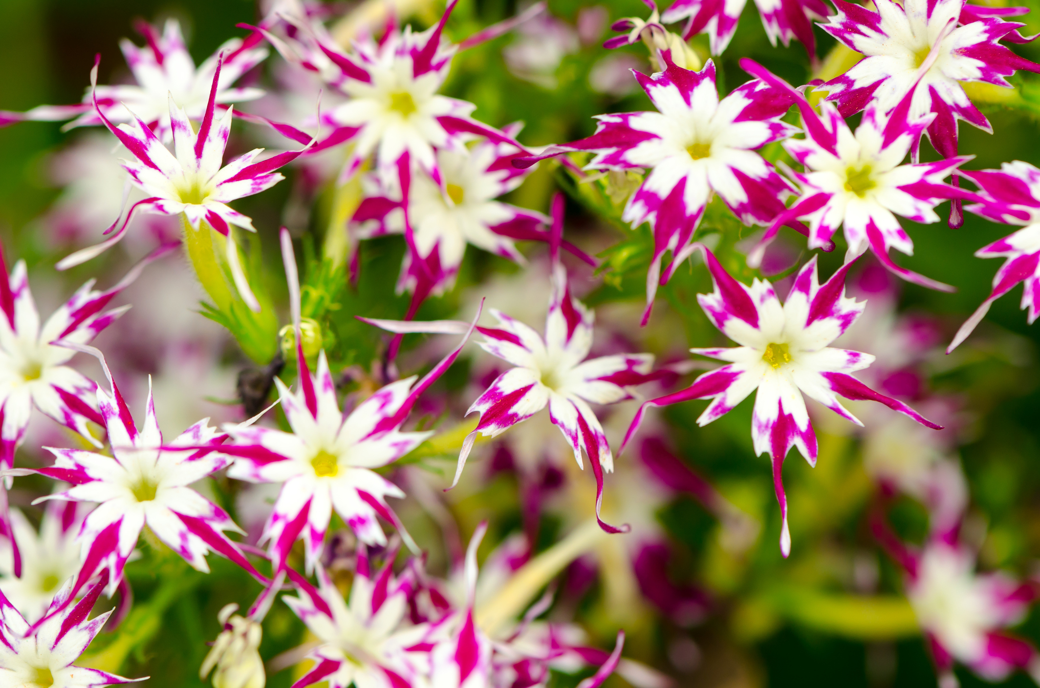 THE 7 MOST COLORFUL ANNUALS FOR SPRING