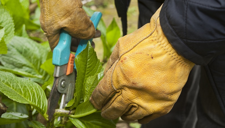 Pruning-the-hydrangea-Resized.jpg