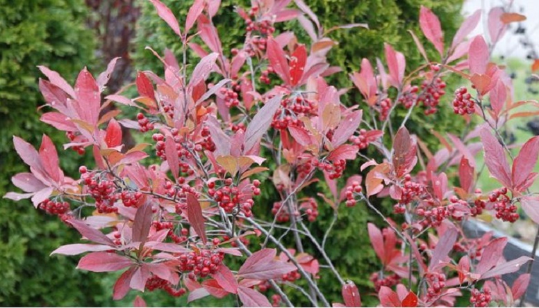 Native Plant: Native winterberry's fruits brighten winter landscape