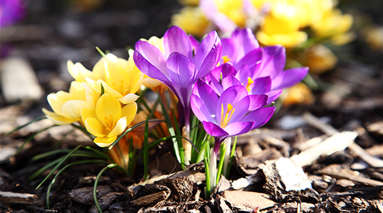 crocus.minorbulbs_Header resized.jpg