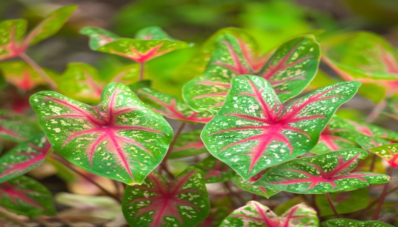 caladium (1).jpg