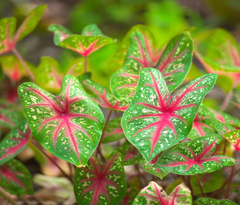 caladium (4).jpg